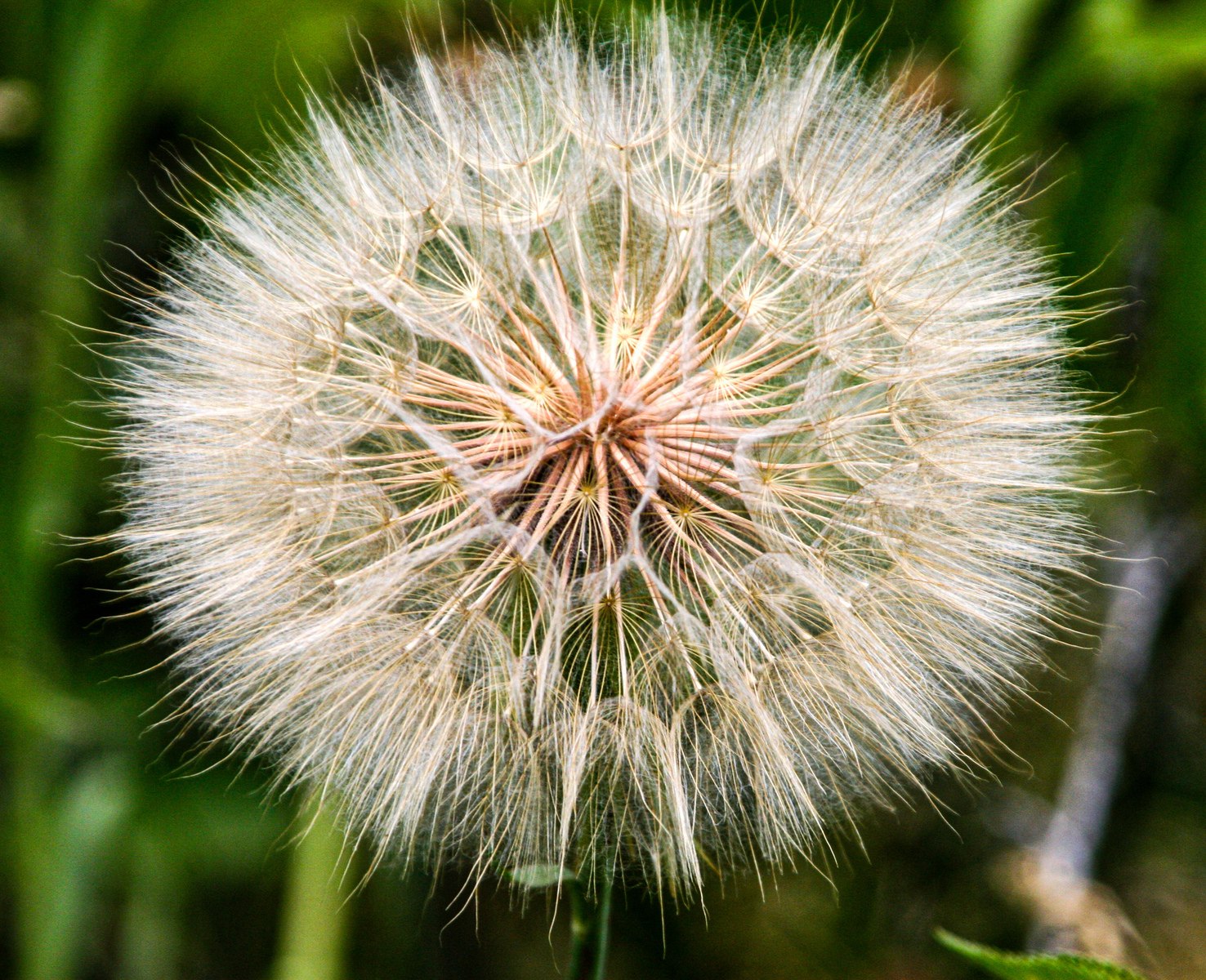 dandy