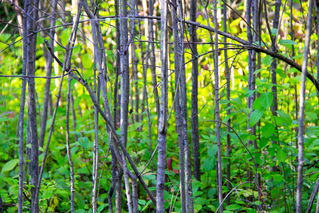 mi_thick twigs