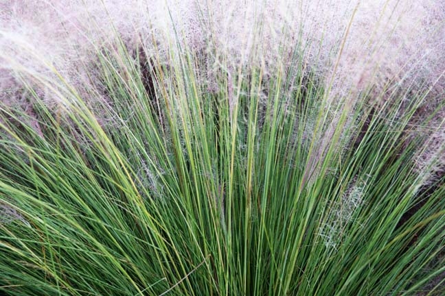grasses_080