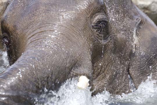 3_el_Swimming Elephant_2208