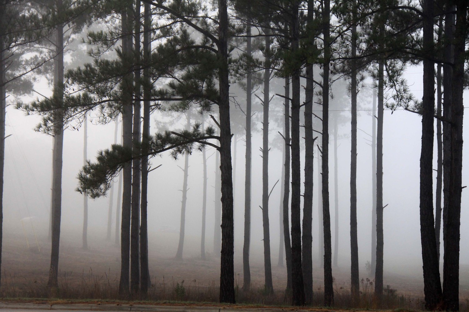 foggy morning