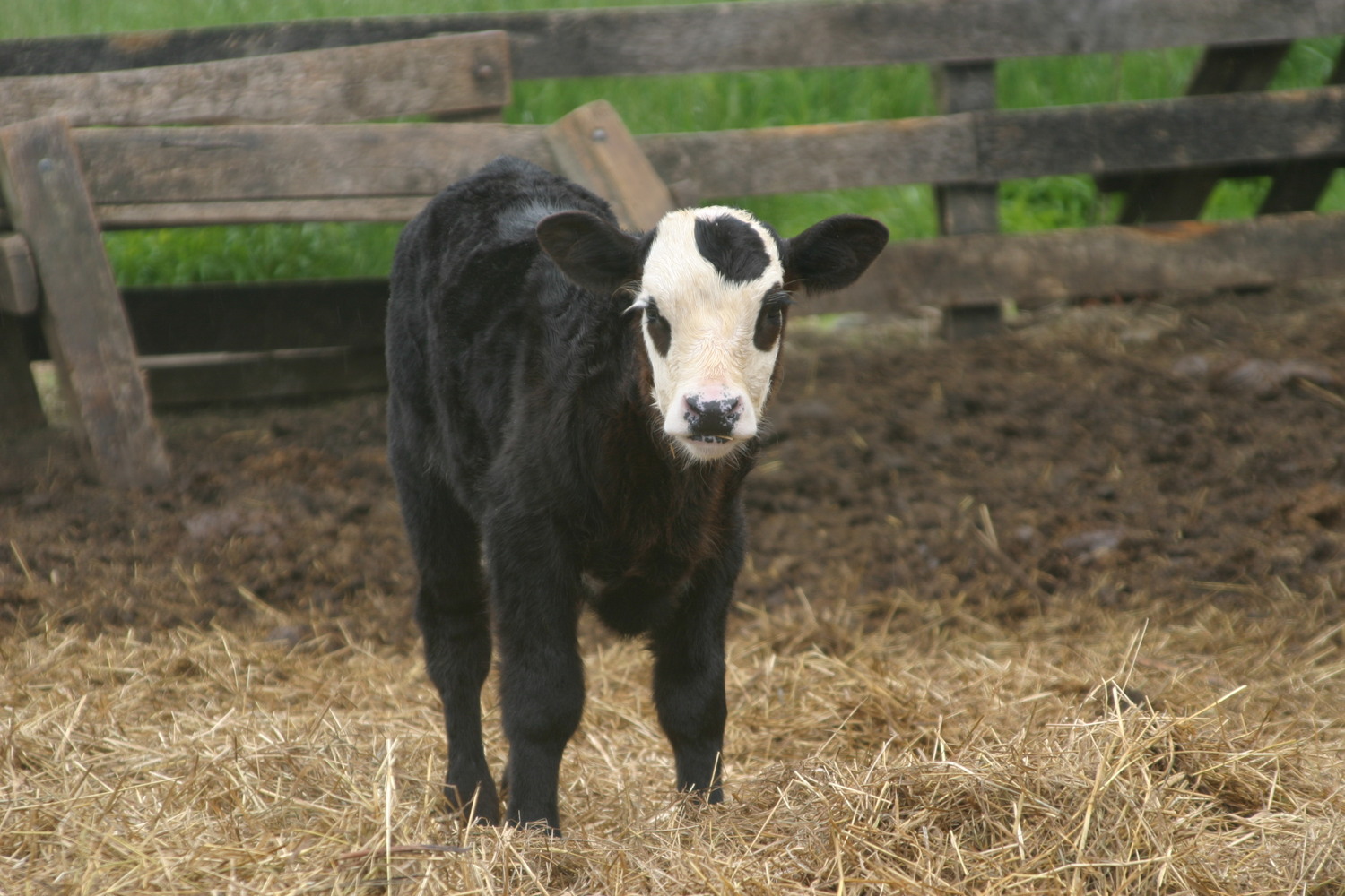 the domino calf