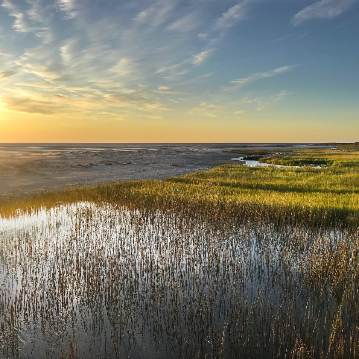 Marshgrass on the sound