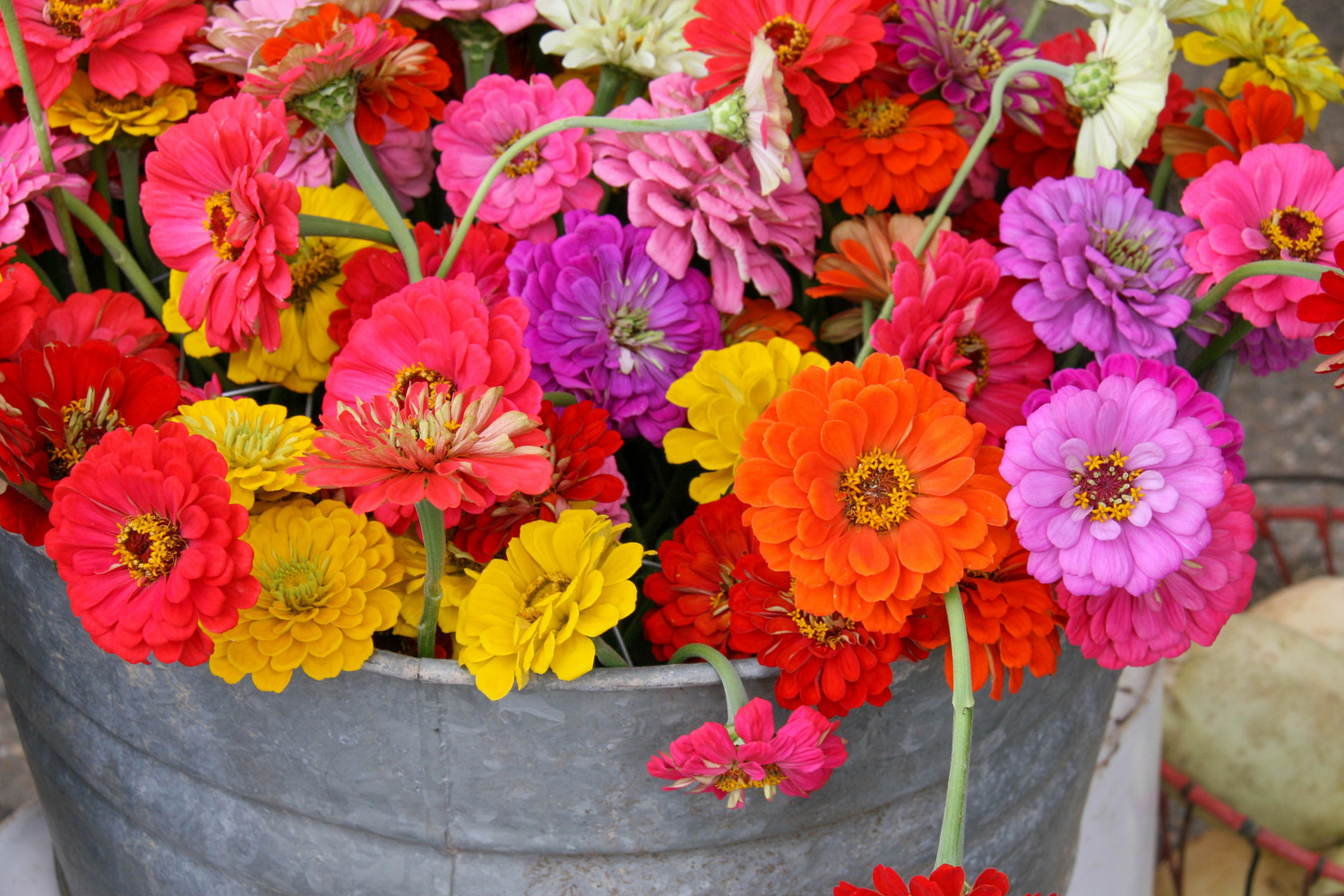 bucket of zinneas