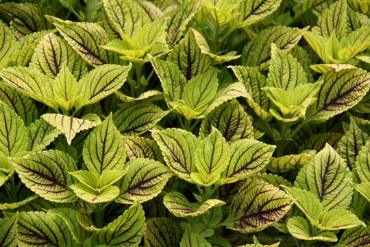 gr_coleus 063