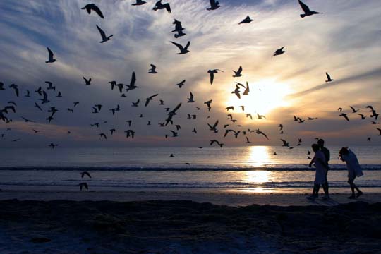fl_On the beach!