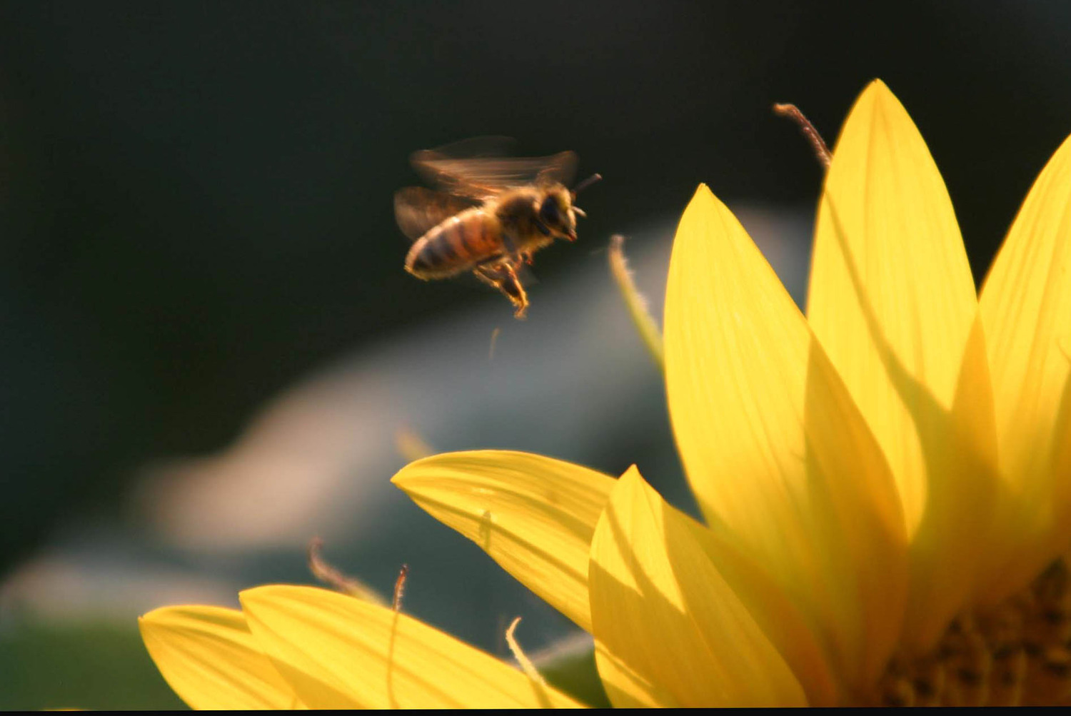 the pollinator 0817