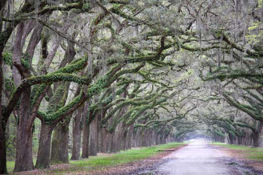 ga_live oakpathway_122