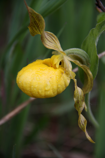 _ye_LadySlipper 440.