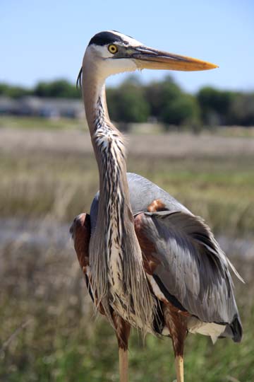 bi_grey heron_131