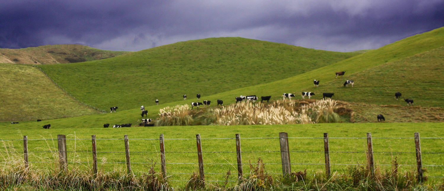 New Zealand farm