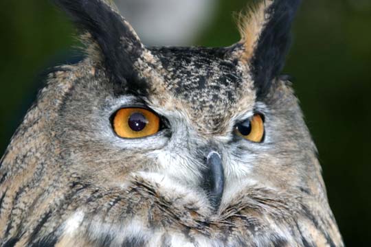 3_bi_owl_4260