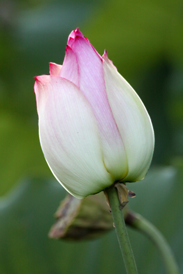 pin_Pod_ 225