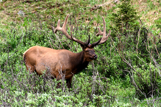 3_de_elk_1883