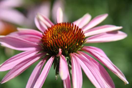 pin_the cone_ 036