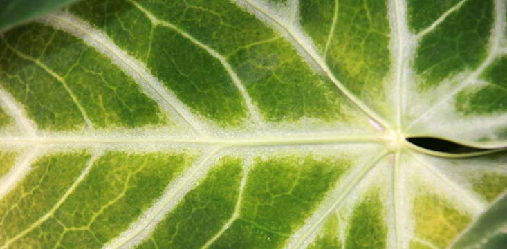 gr_green leaf_P_037