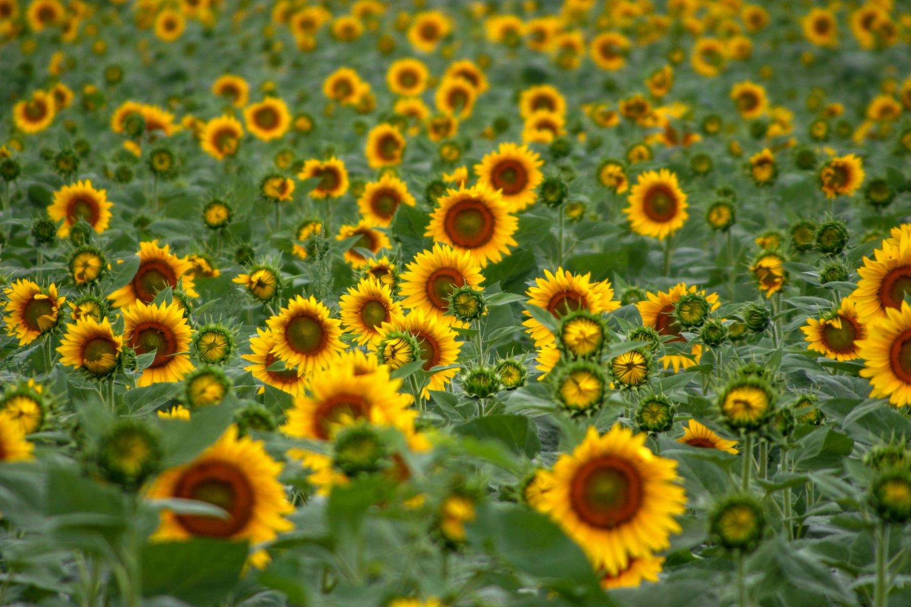 Domino sunflowers
