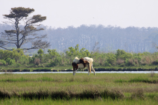 landscape east gallery