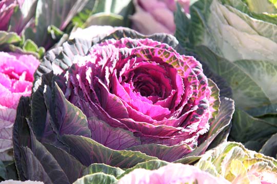 pin_Ornamental Cabbage_3120