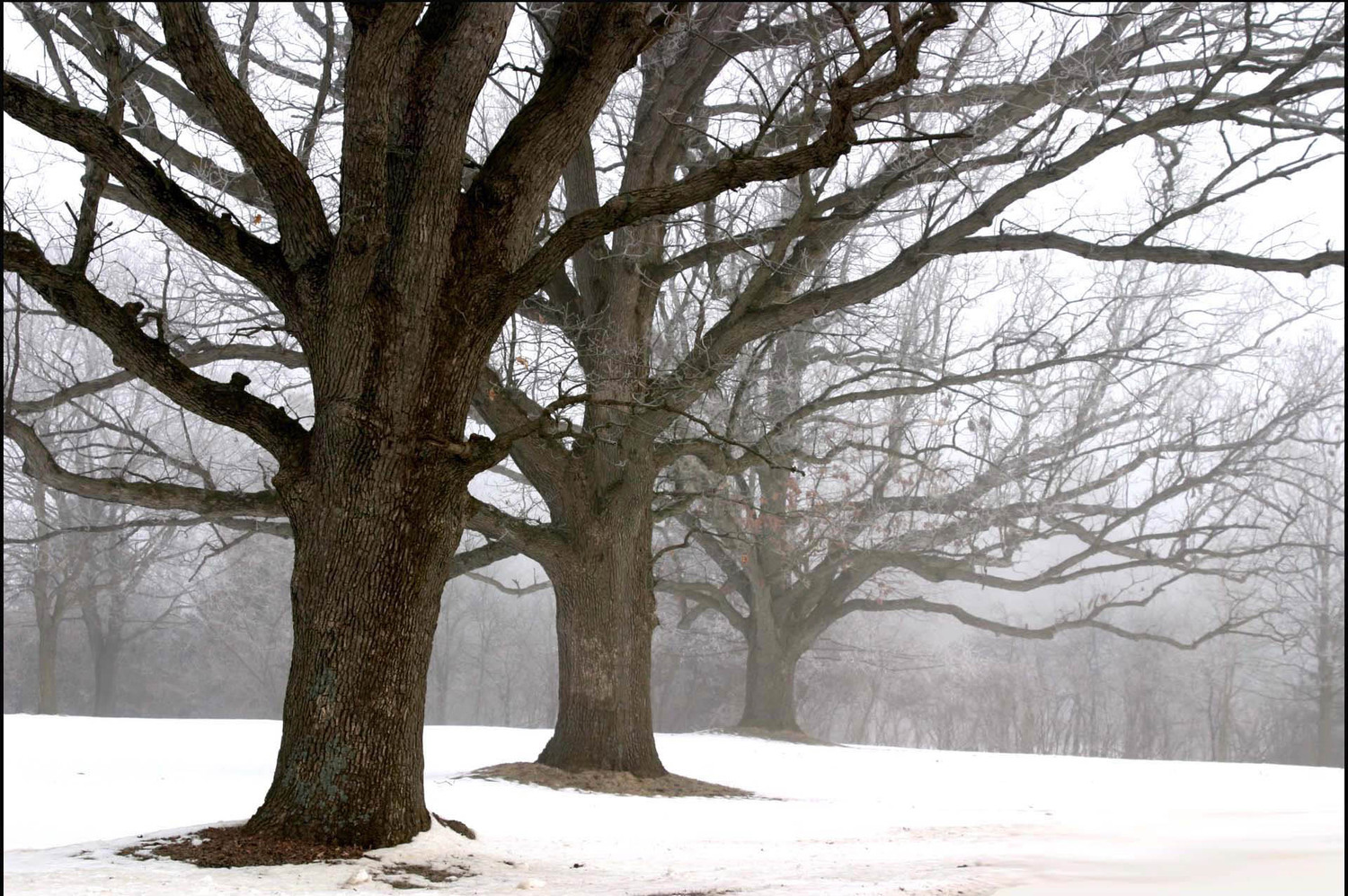 3 trees on Scio