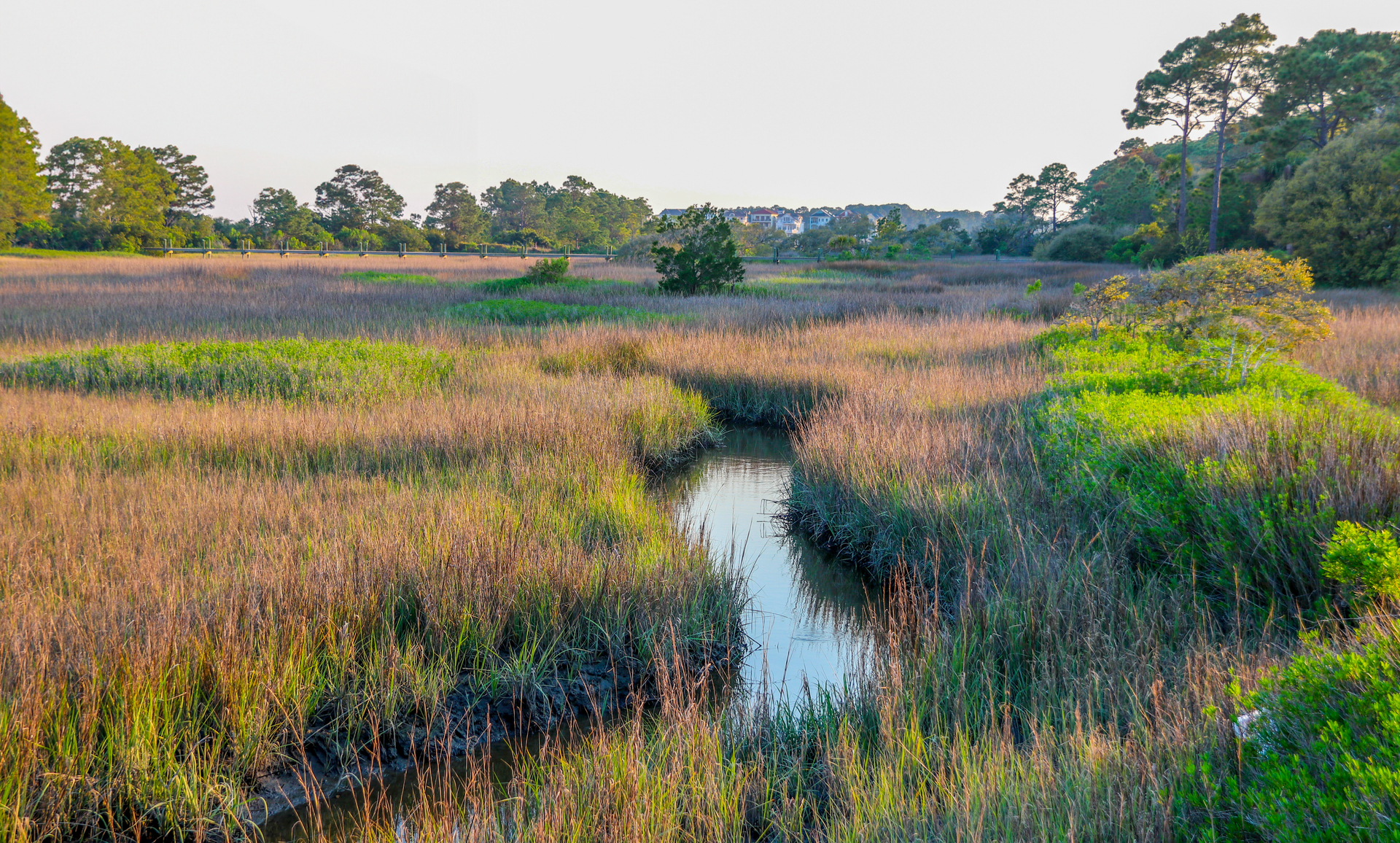 marsh grass and the creek