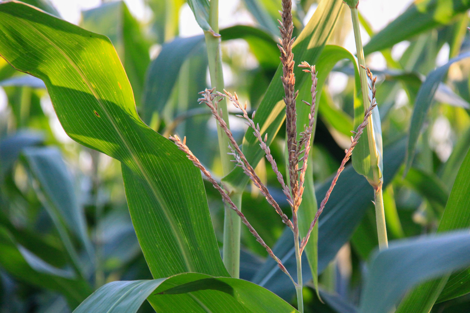 cornstalks