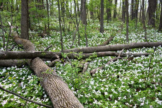 mi_Trillium Woods_0055