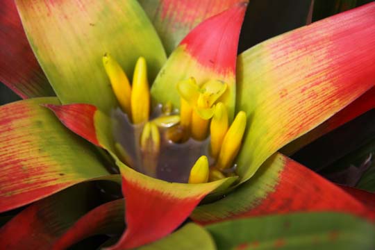 rd_Red and Yellow_166