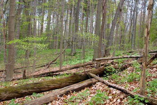 mi_8792 Binder Park
