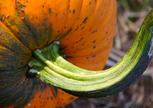 or_pumpkin stalk 063