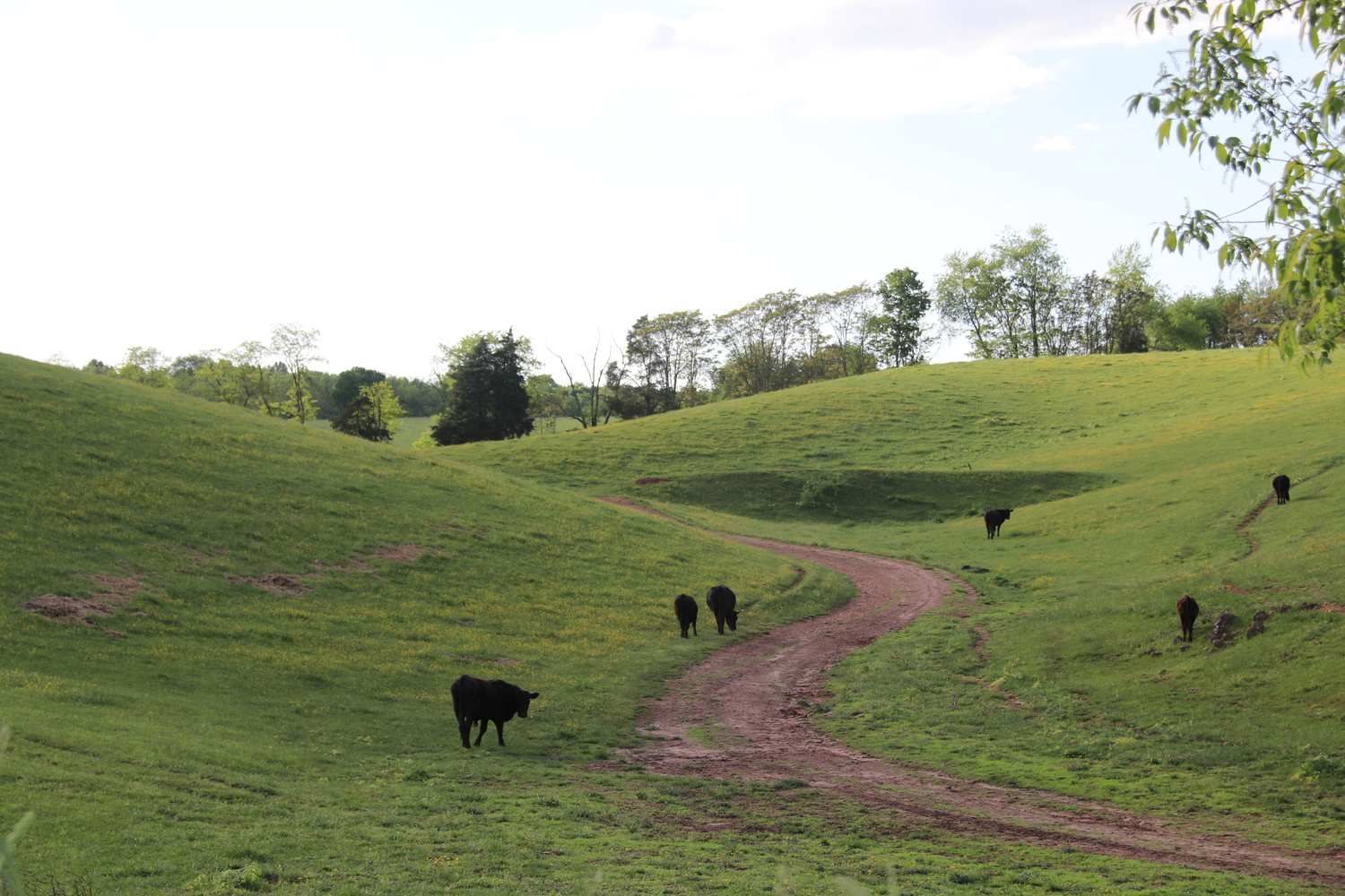 va_ cows on a steep hill_501