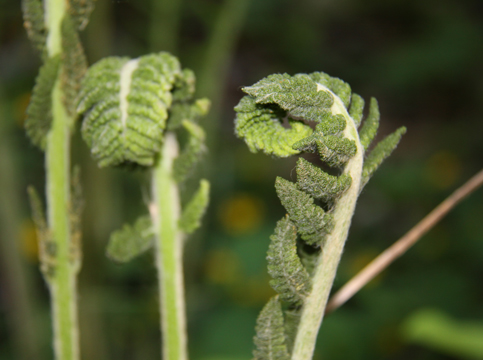 gr_Fern_018