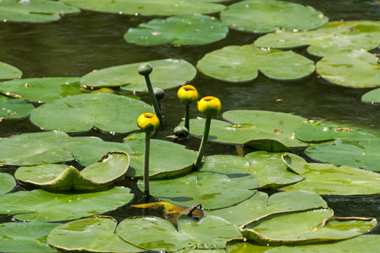 about to bloom II