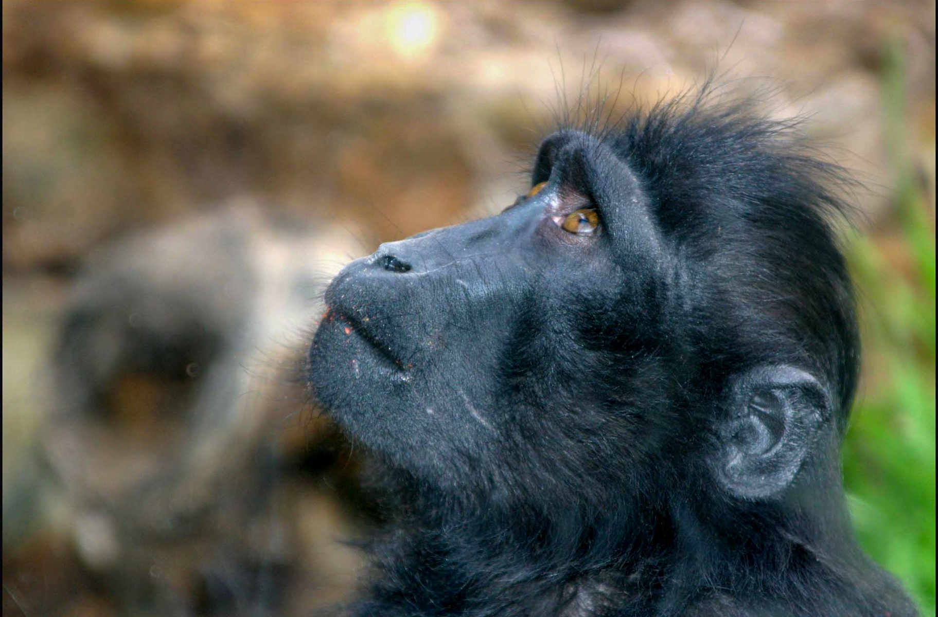 chimp