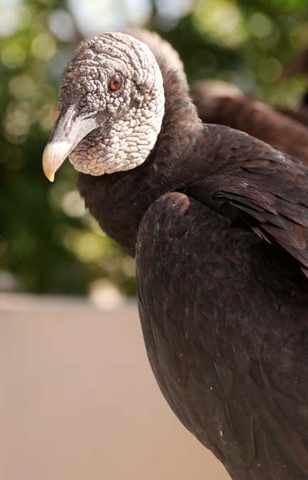 vulture_289