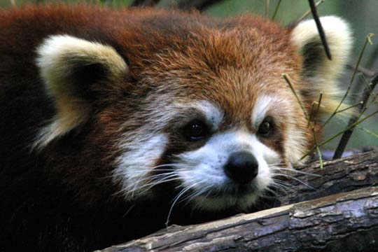 3_ba_red panda_3712