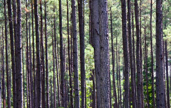 sc_barcode forest_016
