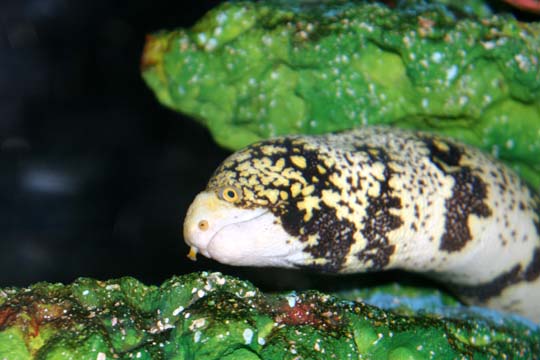 3_fi_eel_7741