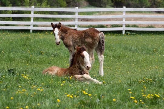 ho_2 Clydsdales_0038