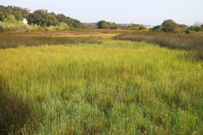 sc_into the marsh_157