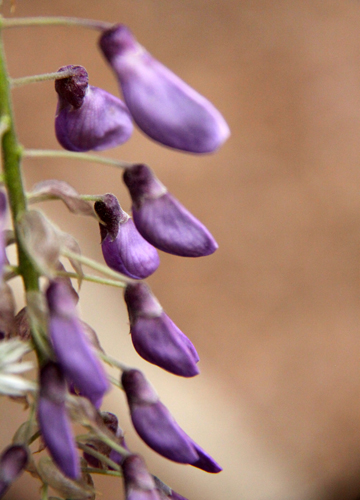 bpu_The Wisteria slippersg 016