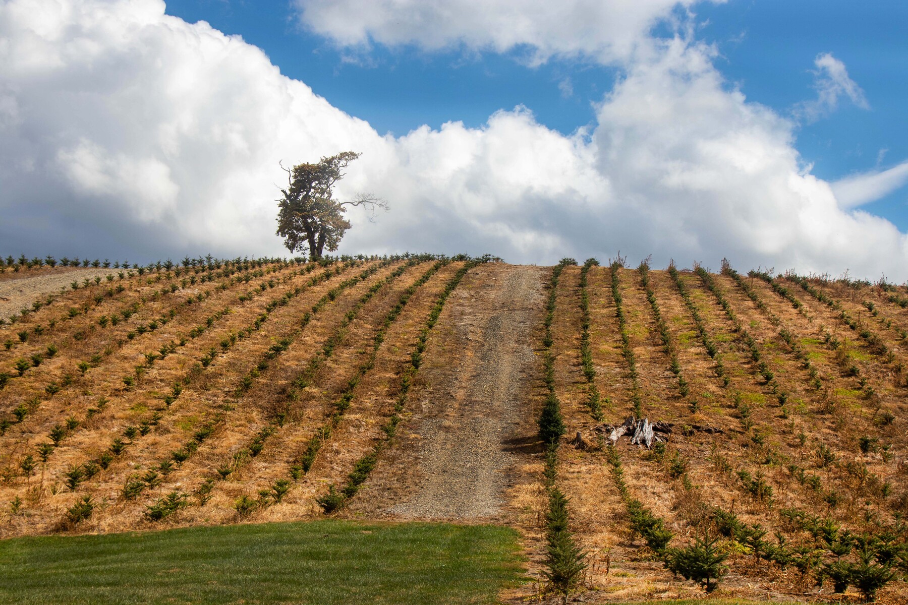 lone tree