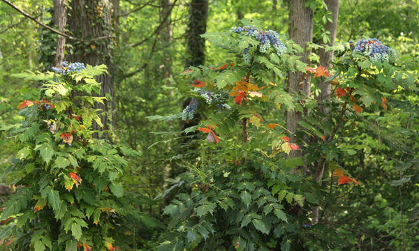 nc_Into the woods_026