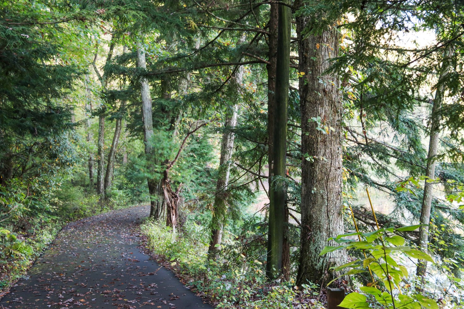 a pathway near the river