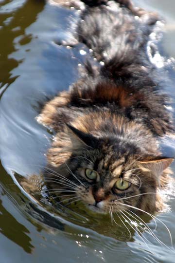 ca_Swimming Lelou_1454