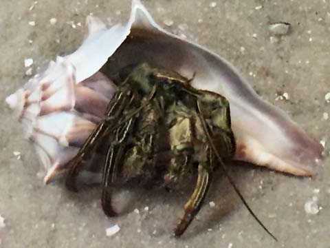 cb_hermit crab_299