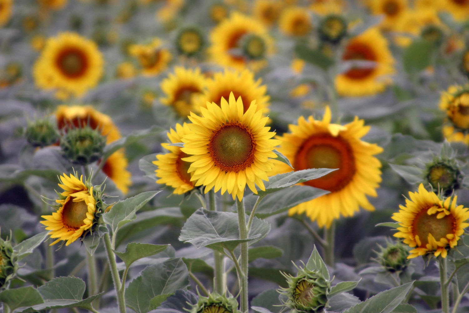 the parade of sunflowers 026