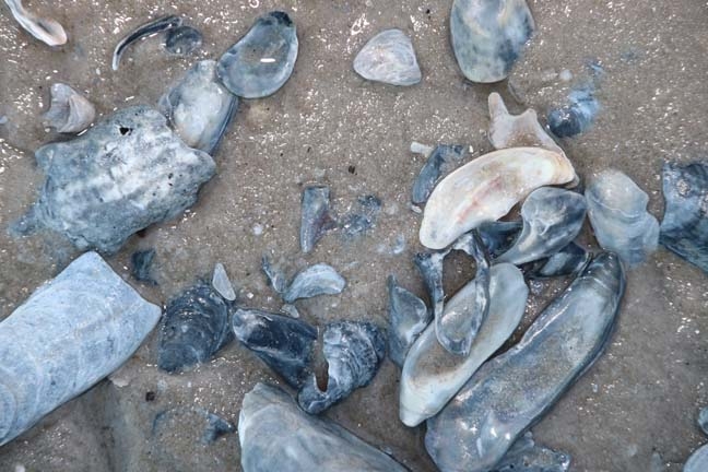 oyster shells washed up_179