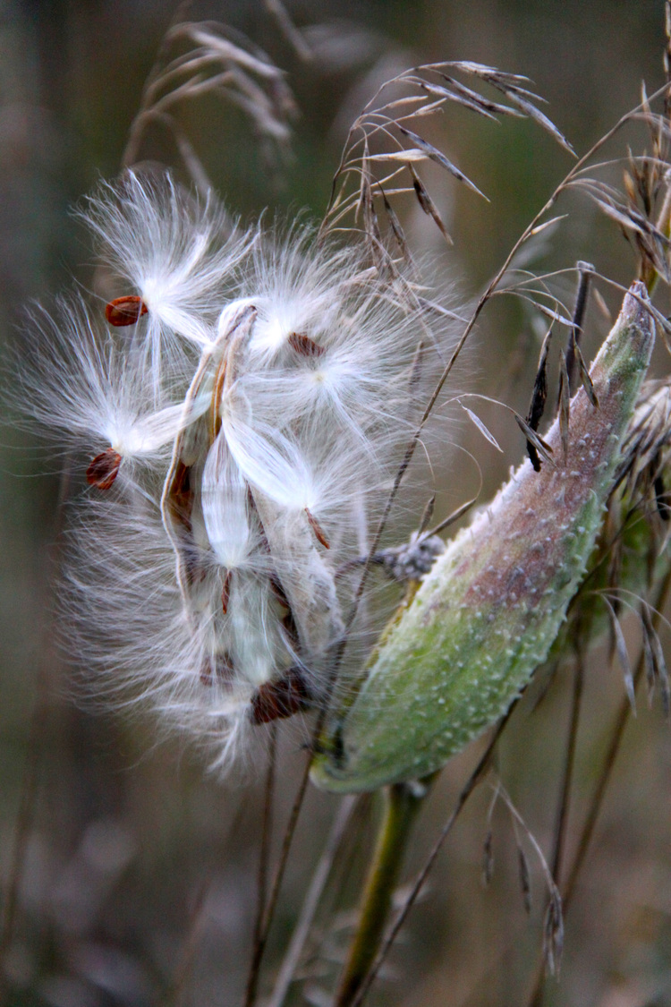 Milkweed about to fly