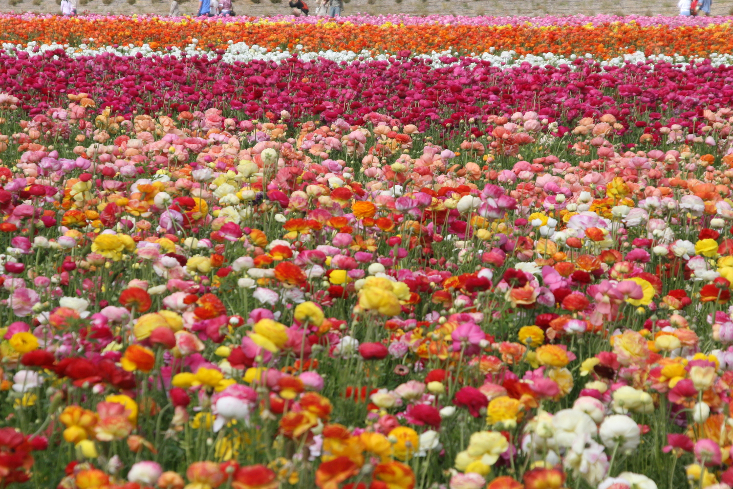 runucula fields in Carlesbad, CA